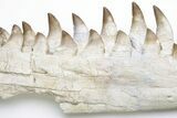 Fossil Mosasaur Lower Jaws with Twenty-Five Teeth #214399-3